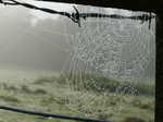 FZ022602 Dew covered spiderwebs.jpg